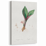 Neoclassical Botanical Print: Kaempferia Longa by Redouté - Elegant Decor