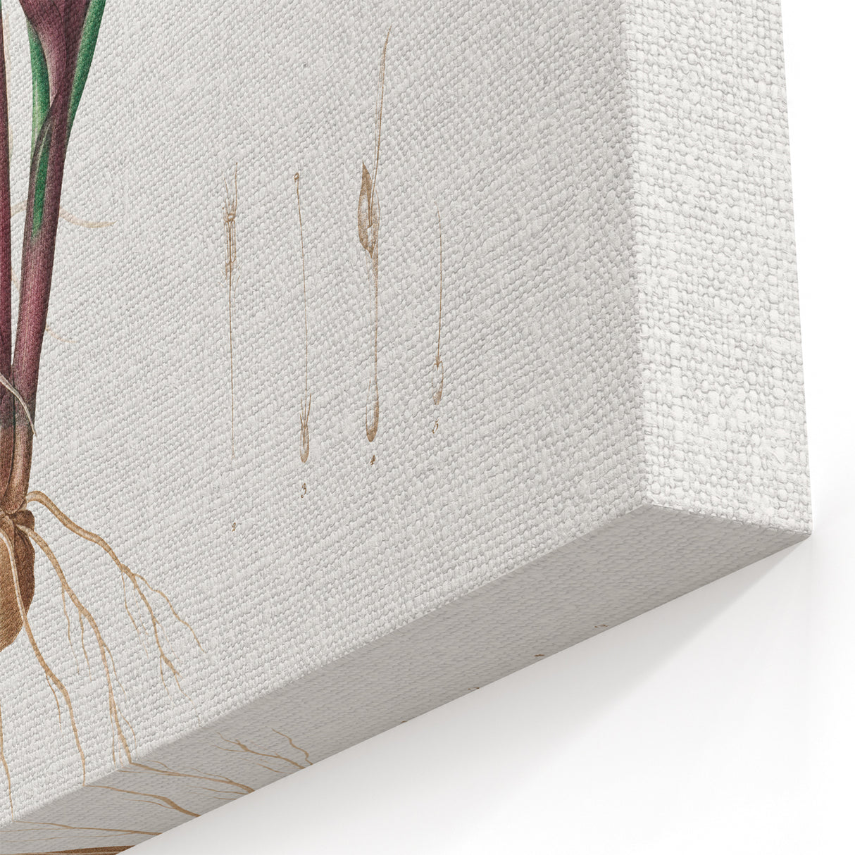 Neoclassical Botanical Print: Kaempferia Longa by Redouté - Elegant Decor
