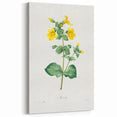 Neoclassical Botanical Print: Mimulus by Redouté - Elegant Floral Art