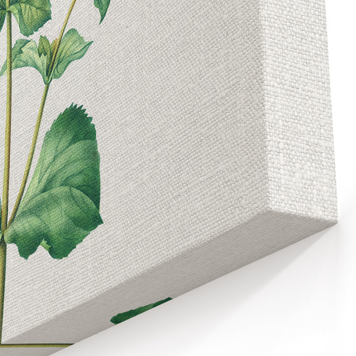 Neoclassical Botanical Print: Mimulus by Redouté - Elegant Floral Art