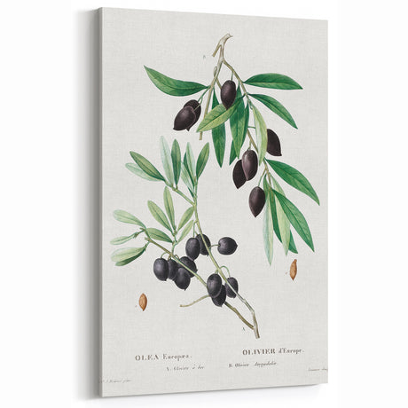Neoclassical Botanical Print: Olive Tree by Redouté - Elegant Floral Art