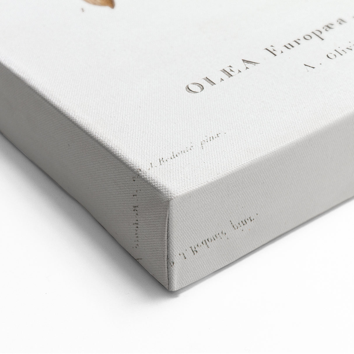 Neoclassical Botanical Print: Olive Tree by Redouté - Elegant Floral Art