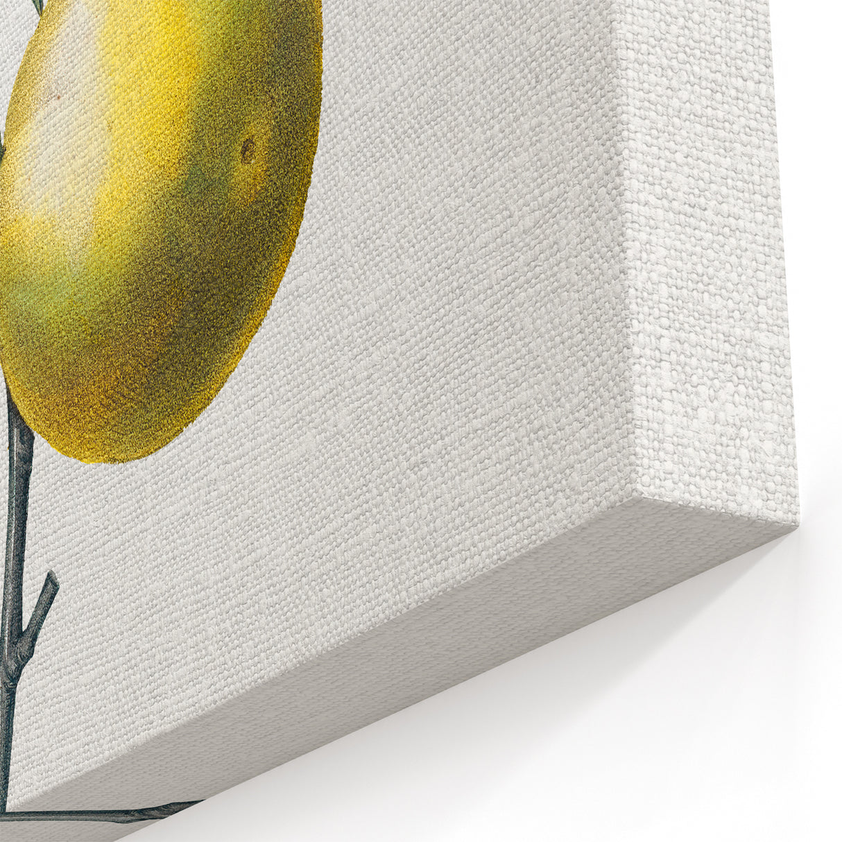 Neoclassical Botanical Print: Orange Tree by Redouté - Elegant Floral Art