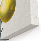 Neoclassical Botanical Print: Orange Tree by Redouté - Elegant Floral Art