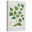 Neoclassical Art Print: Betula Excelsa - Elegant Botanical Wall Art