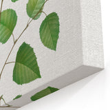 Neoclassical Art Print: Betula Excelsa - Elegant Botanical Wall Art