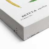 Neoclassical Art Print: Betula Excelsa - Elegant Botanical Wall Art