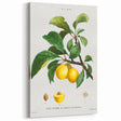 Neoclassical Art Print: Sainte-Catherine Plum - Classic Botanical Art