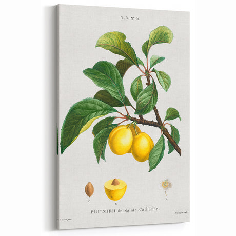Neoclassical Art Print: Sainte-Catherine Plum - Classic Botanical Art