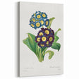 Neoclassical Art Prints: Primula Auricula (1827) by Pierre-Joseph Redouté