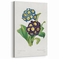Neoclassical Art Prints: Primula Auricula (1827) by Pierre-Joseph Redouté