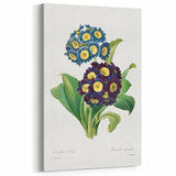 Neoclassical Art Prints: Primula Auricula (1827) by Pierre-Joseph Redouté