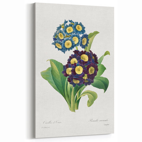 Neoclassical Art Prints: Primula Auricula (1827) by Pierre-Joseph Redouté