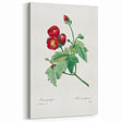 Neoclassical Art Prints: Purple Mallow by Pierre-Joseph Redouté