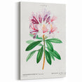 Neoclassical Art Prints: Rhododendron Ponticum by Pierre-Joseph Redouté