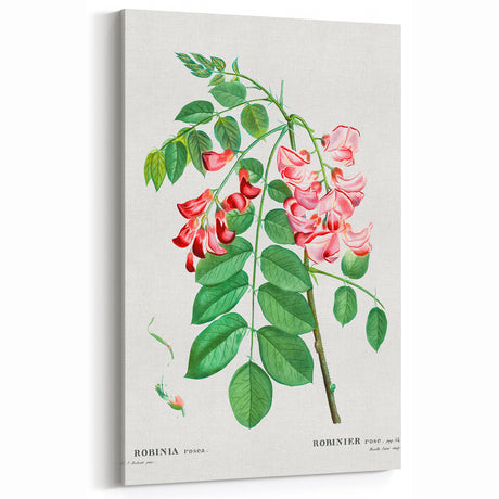 Neoclassical Art Prints: Robinia Rosea (Robinier Rose) by Redouté