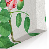 Neoclassical Art Prints: Robinia Rosea (Robinier Rose) by Redouté
