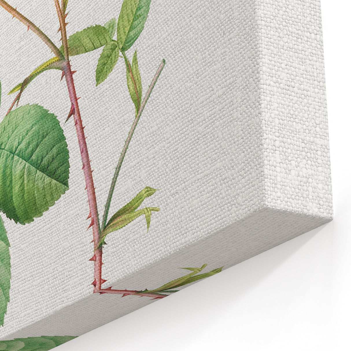 Neoclassical Art Prints: Rosa Centifolia Anglica Rubra by Redouté