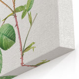 Neoclassical Art Prints: Rosa Centifolia Anglica Rubra by Redouté