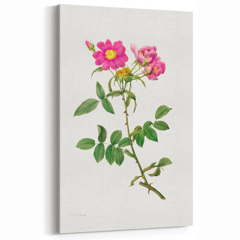 Neoclassical Art Prints: Rosa Collina Monsoniana by Pierre-Joseph Redouté