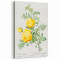 18th Century Neoclassicism Greco-Roman Yellow Rose Art Print