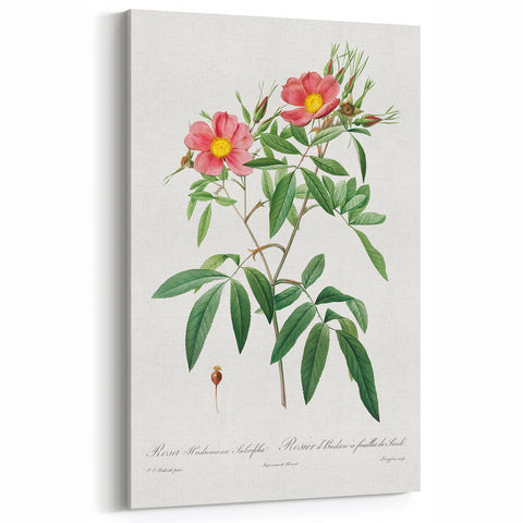 Neoclassical 18th Century Pink Rose Art Print by Redouté