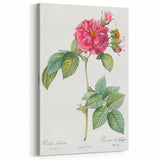 18th Century Classical Rose of Frankfurt Neoclassical Art Print