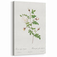 Neoclassical Silver-Flowered Hispid Rose Classical Art Print