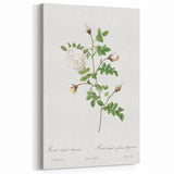 Neoclassical Silver-Flowered Hispid Rose Classical Art Print