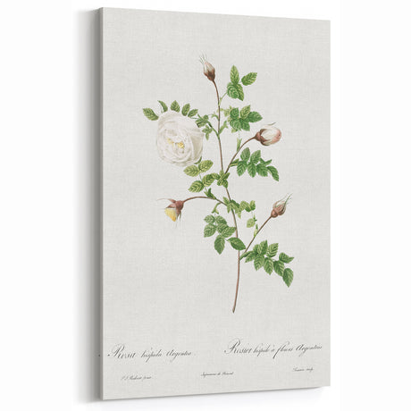 Neoclassical Silver-Flowered Hispid Rose Classical Art Print