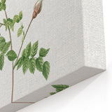 Neoclassical Silver-Flowered Hispid Rose Classical Art Print