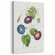 Neoclassical Morning Glory Star-Glory Floral Art Print