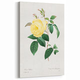 Neoclassical Art Print - Yellow Rose Botanical Illustration by Redouté