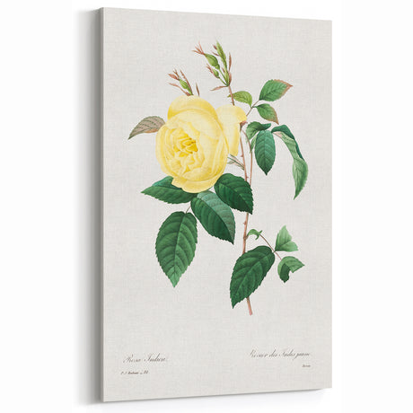 Neoclassical Art Print - Yellow Rose Botanical Illustration by Redouté
