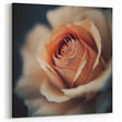 Modern Floral Abstract - Elegant Peach Rose Canvas Art