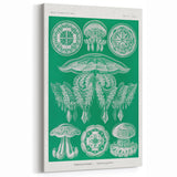 Modern Wall Art - Discomedusae by Ernst Haeckel - Intricate Marine Decor