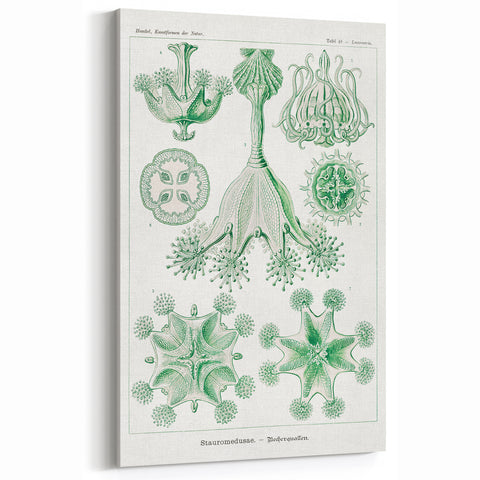 Modern Wall Art - Stauromedusae by Ernst Haeckel - Unique Marine Decor