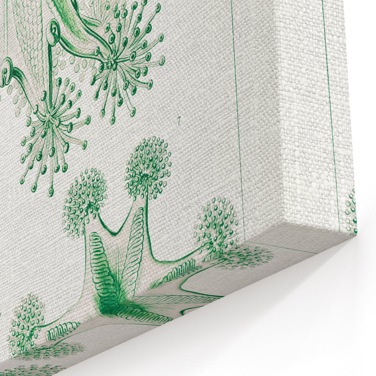 Modern Wall Art - Stauromedusae by Ernst Haeckel - Unique Marine Decor