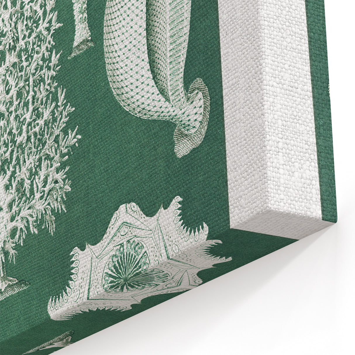 Vintage Scientific Wall Art - Detailed Marine Life Illustration in Green