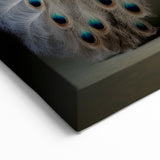 Elegant White Peacock Wildlife Painting - Animal Canvas Wall Art for Home