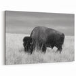 Majestic Bison in Grassland - Wildlife Photography Wall Art for Decor