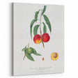 Realistic Wall Art: Botanical Peach Illustration Realism Art Canvas