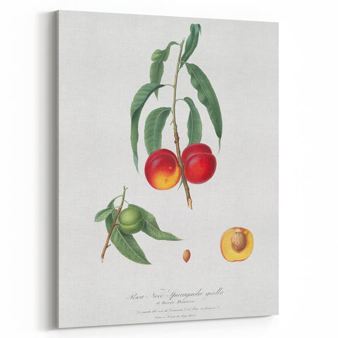 Realistic Wall Art: Botanical Peach Illustration Realism Art Canvas