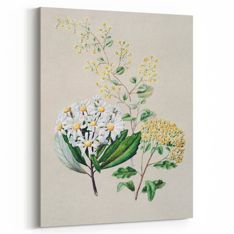 Fine Art Realism: Antique Botanical Floral Illustration Wall Art Canvas