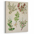 Fine Art Realism: Antique Botanical Illustration of Gaultheria Wall Art
