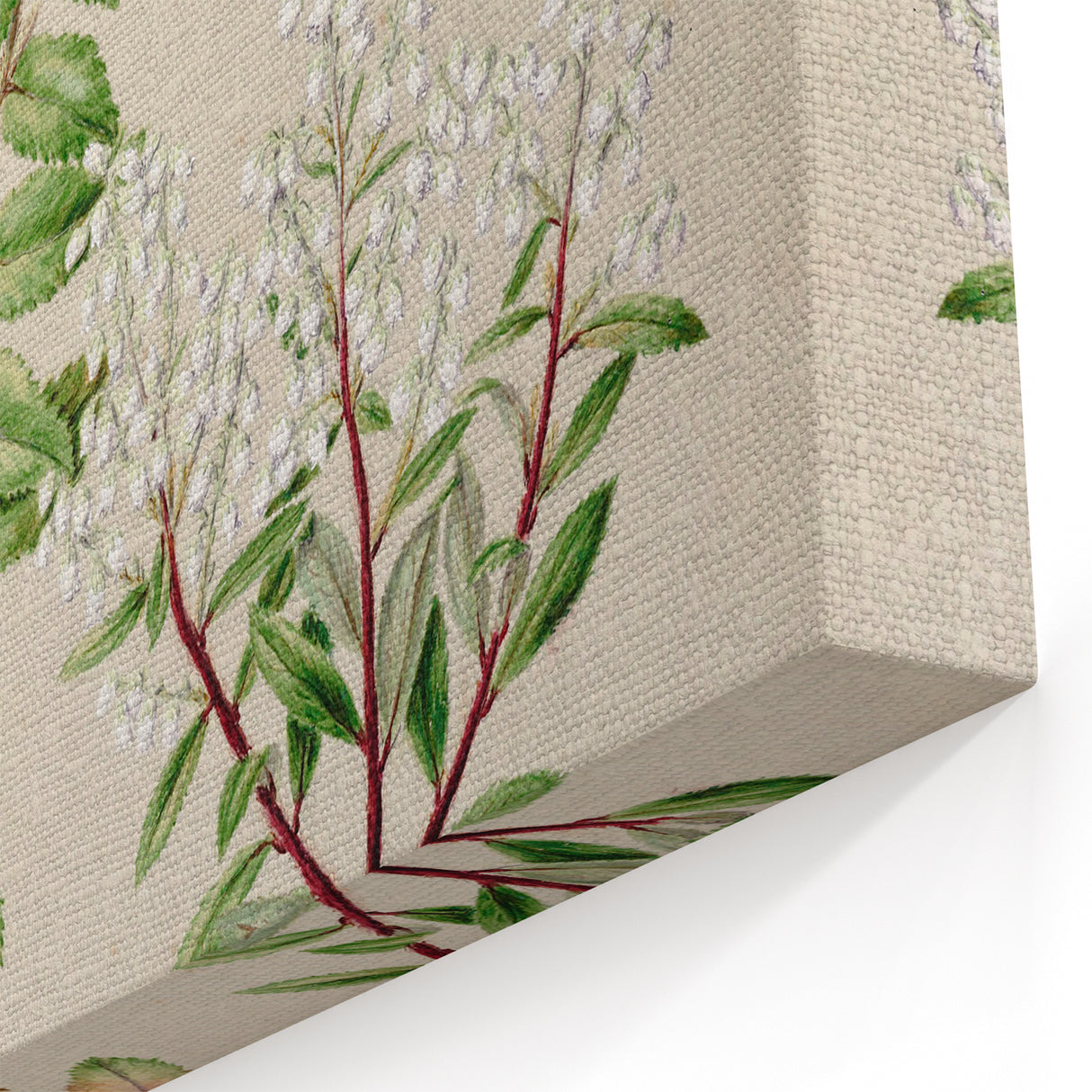 Fine Art Realism: Antique Botanical Illustration of Gaultheria Wall Art