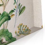 Fine Art Realism: Antique Daisy Botanical Illustration Wall Art Canvas
