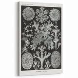 Modern Wall Art - Intricate Black-and-White Botanical Lichen Design