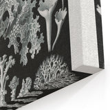 Modern Wall Art - Intricate Black-and-White Botanical Lichen Design