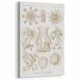 Modern Wall Art - Intricate Jellyfish Scientific Illustration in Green